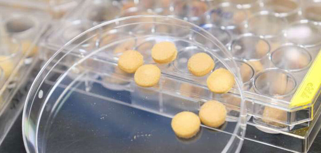 Una esponja de polen ecológica que permite eliminar contaminantes del agua
