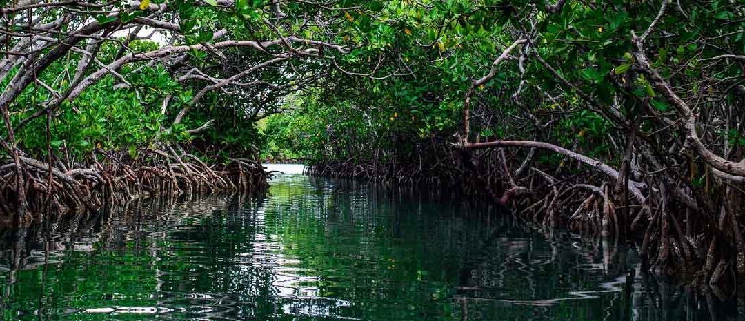 Raíces de sauce, una solución verde para el tratamiento de aguas residuales BlueGold