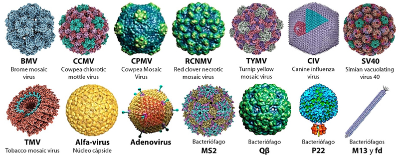 Bacteriófago-MS2-Bluegold3