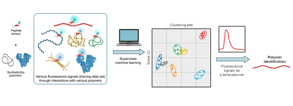 Un-sensor-de-péptidos-para-eliminar-polímeros-sintéticos-solubles-en-el-agua-Bluegold