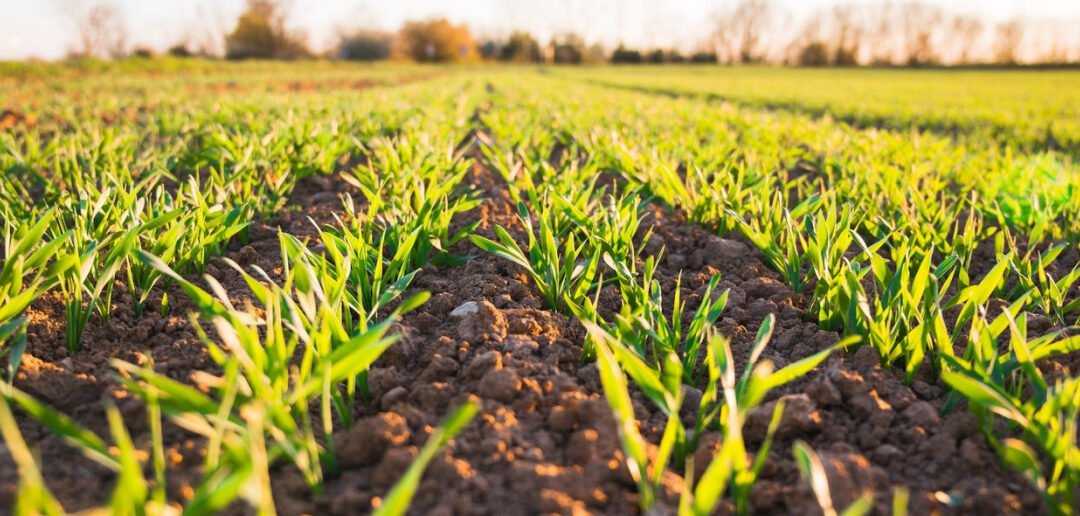 Contaminación agrícola a través de microplásticos presentes biosólidos bluegold