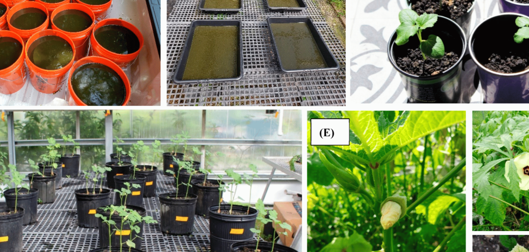 Cianobacterias: clave para una agricultura sostenible y rentable