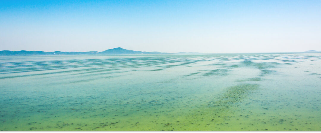 Adsorbentes de biomasa algal para eliminar fósforo en agua