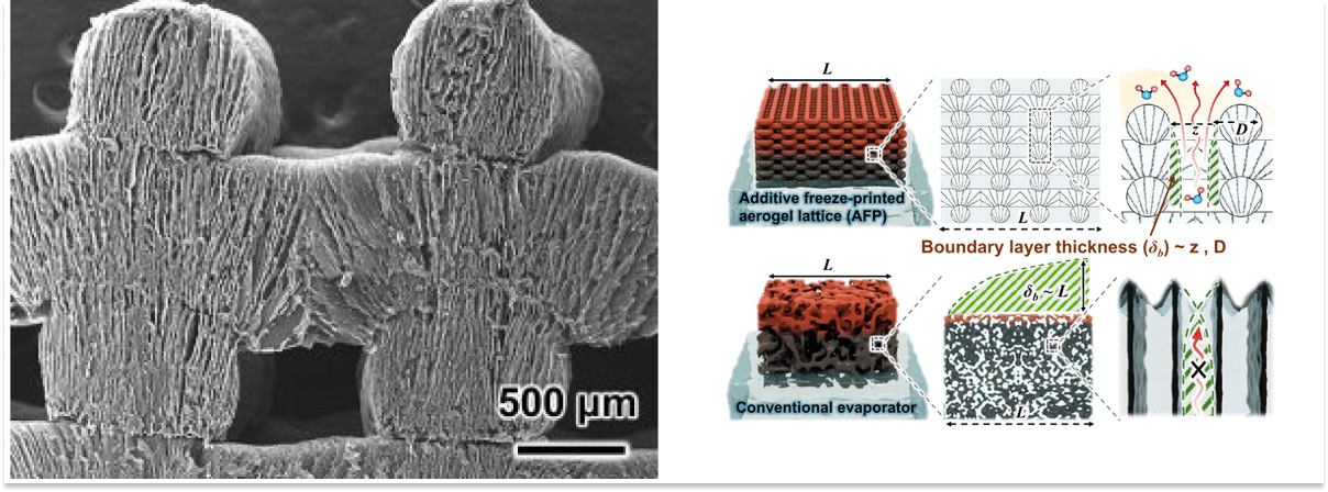 Aerogel solar 3D para desalinización sin energía externa Estructura porosa vertical del aerogel impreso en 3D observada al microscopio electrónico