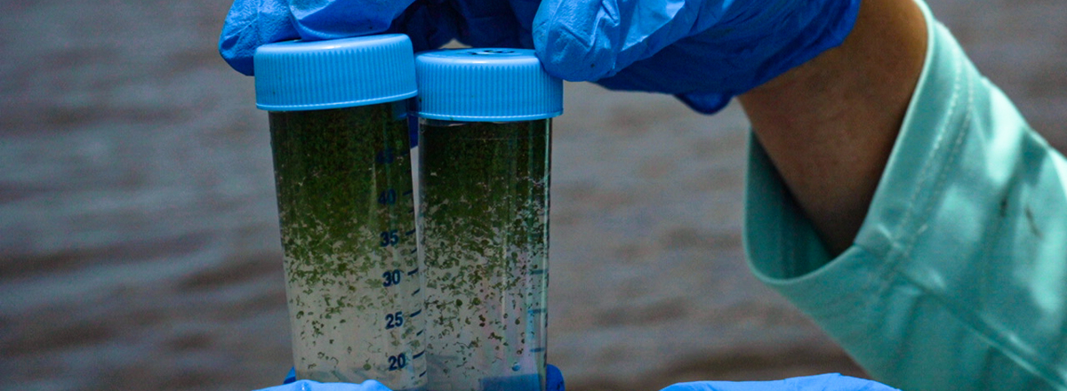 Alguicidas en el tratamiento de agua: eficacia y riesgos operativos Muestras de cianobacterias en agua analizadas para evaluar el uso de alguicidas en tratamiento de agua potable.