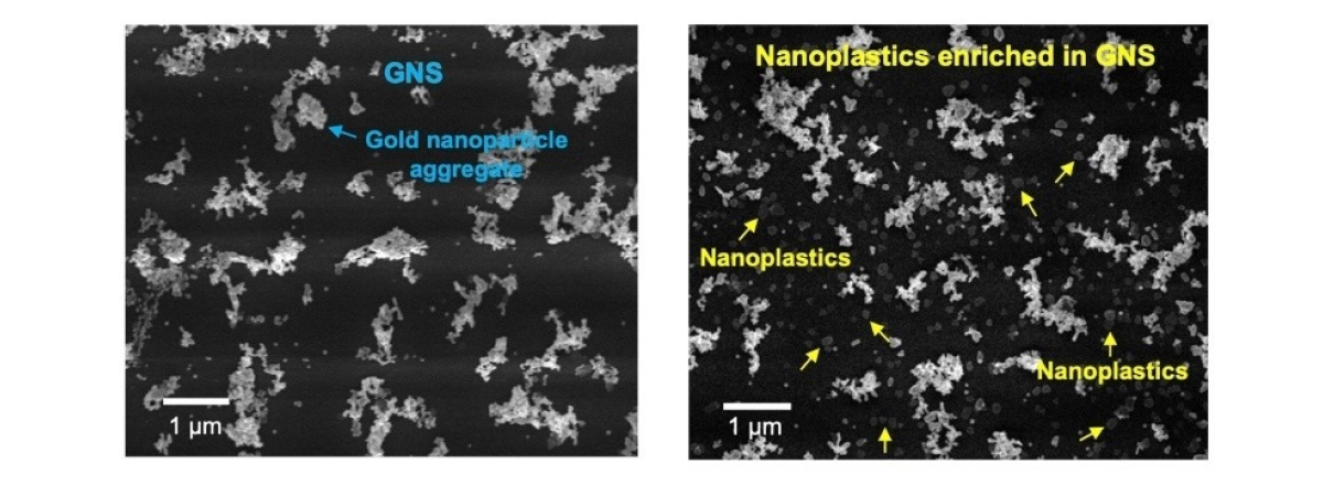Detección de nanoplásticos en aguas mediante espectroscopía Raman Imagen de nanoplásticos enriquecidos en agregados de nanopartículas de oro (GNS) mediante técnica OM-SERS, observados bajo microscopio electrónico.