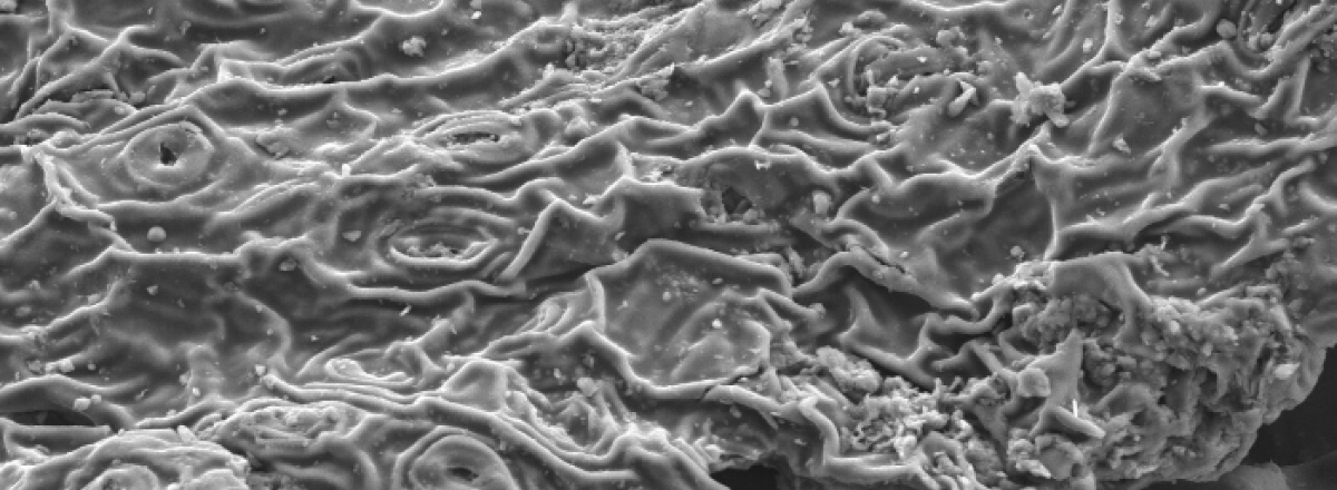 Adsorción de metales pesados con té: nuevas perspectivas para la ingeniería del agua Superficie porosa de hoja de té observada al microscopio electrónico para adsorción de metales pesados.