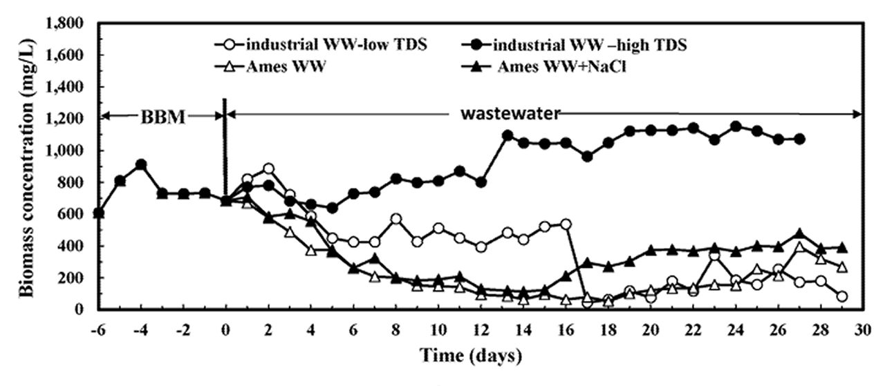Productividad del biofilm algal por intervalo de cosecha; máximo a 7 días con 5,74 g/m²·día.