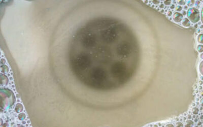 Patógenos AMR en agua potable: el papel crítico de las biopelículas