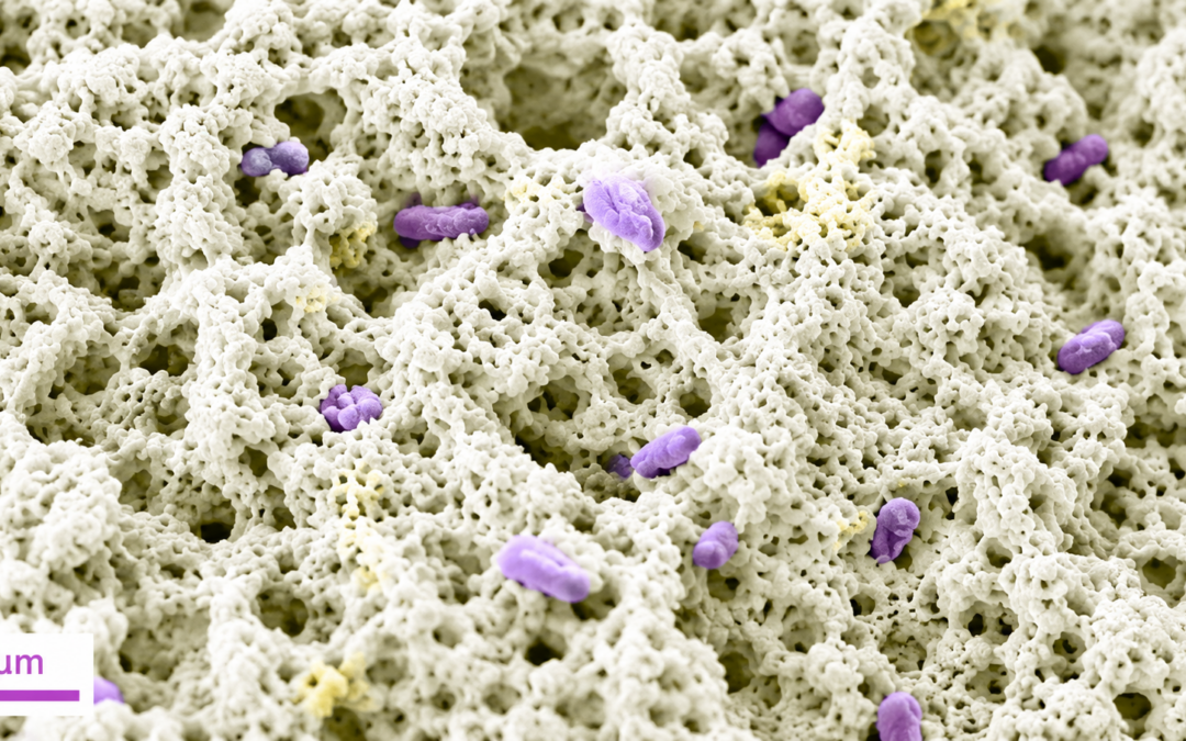 Biorecubrimientos húmedos: bacterias más viables para depuración