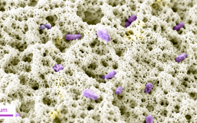 Biorecubrimientos húmedos: bacterias más viables para depuración